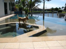 Residential Pool #061 by Fountain Pools and Water Features